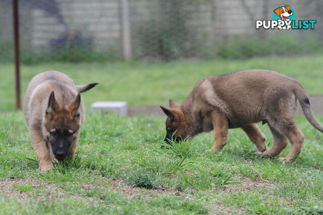 GERMAN SHEPHERD 2 STUNNING MALES PRICE REDUCED PARENTS HIP XRAYED