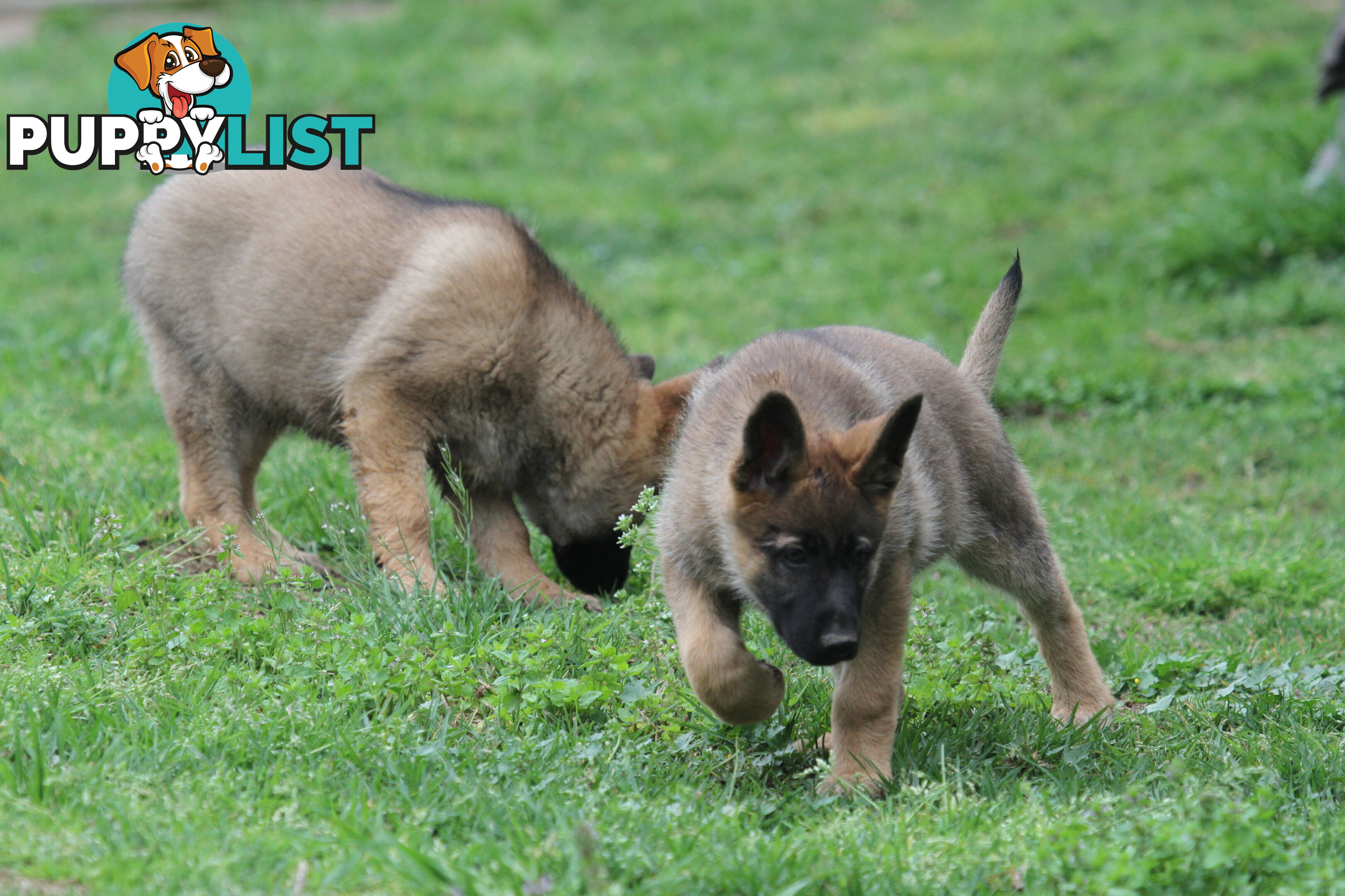 GERMAN SHEPHERD 2 STUNNING MALES PRICE REDUCED PARENTS HIP XRAYED