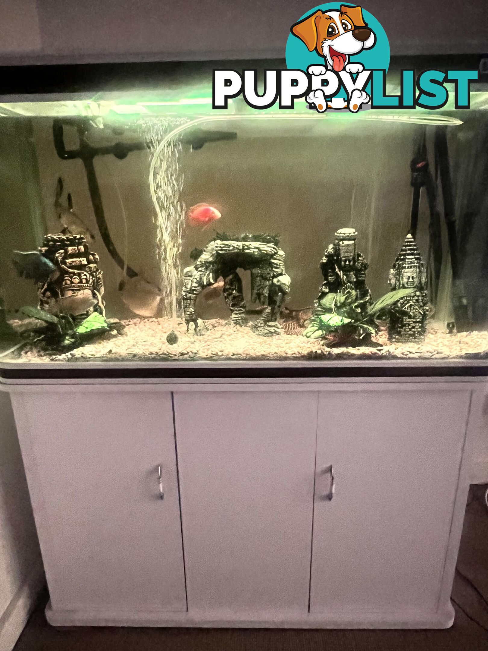 Complete Freshwater Tropical Tank Setup with Fish (XL Pleccos)