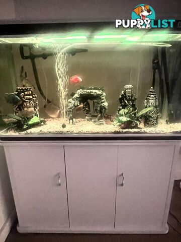 Complete Freshwater Tropical Tank Setup with Fish (XL Pleccos)