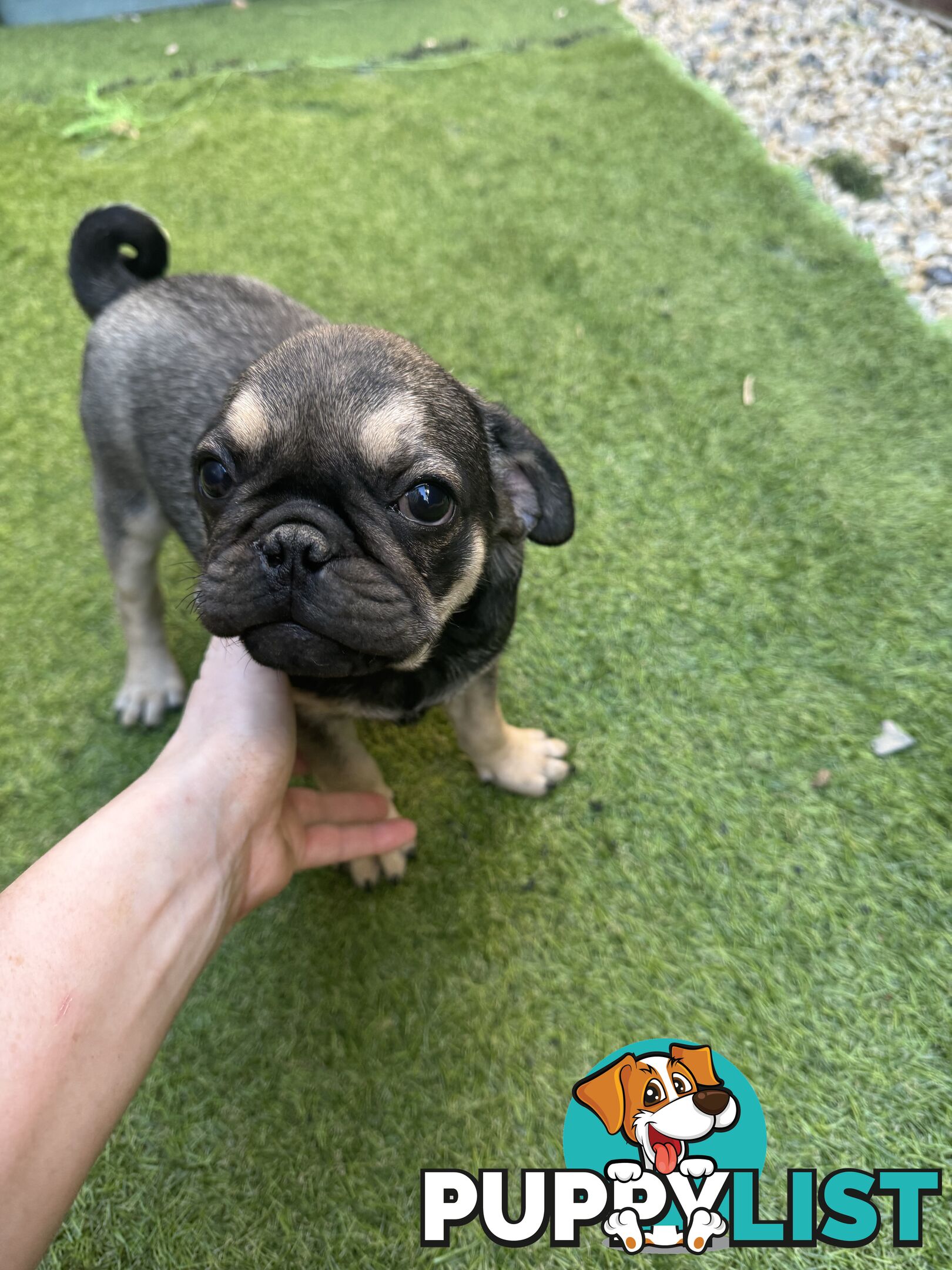 Adoreable Pug puppies!