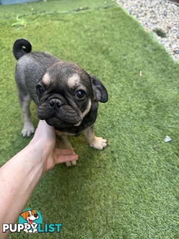 Precious Purebred Pug puppies!