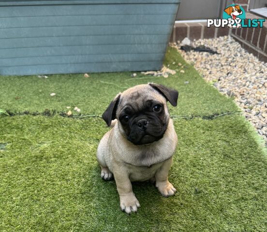 Precious Purebred Pug puppies!