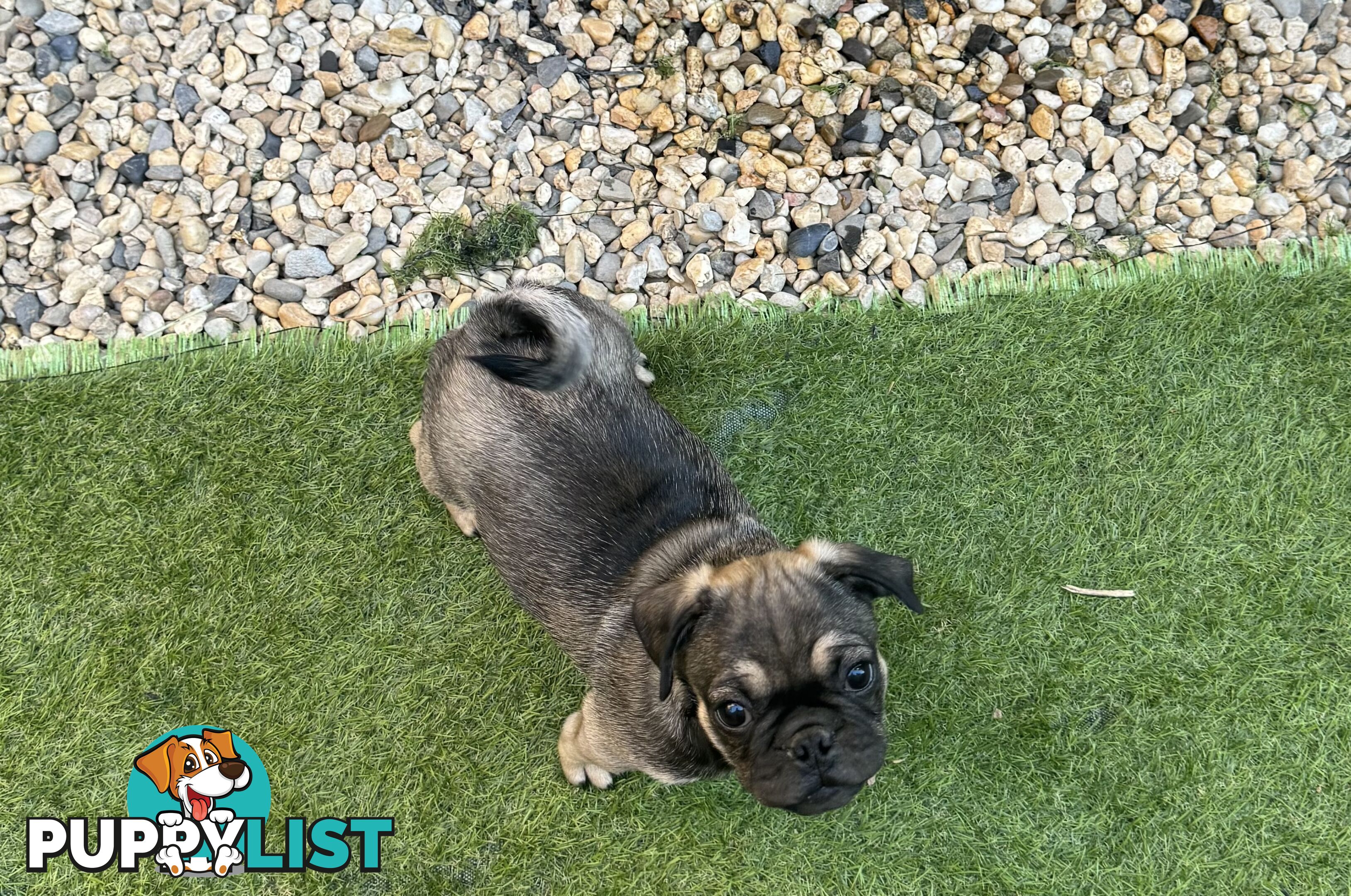 Adoreable Pug puppies!