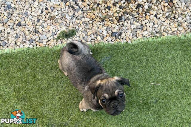 Adoreable Pug puppies!