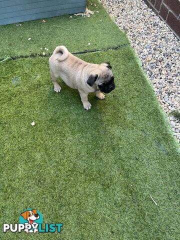 Precious Purebred Pug puppies!