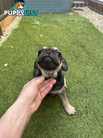 Adoreable Pug puppies!