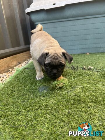 Precious Purebred Pug puppies!