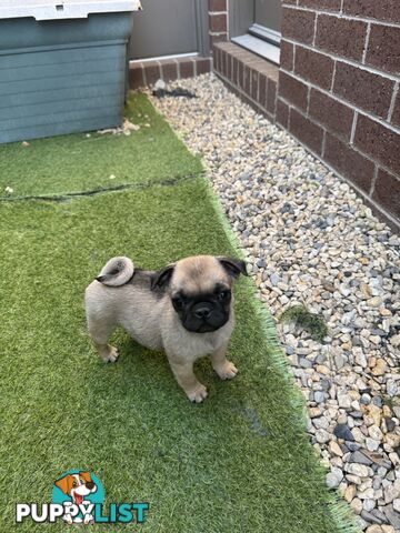 Adoreable Pug puppies!