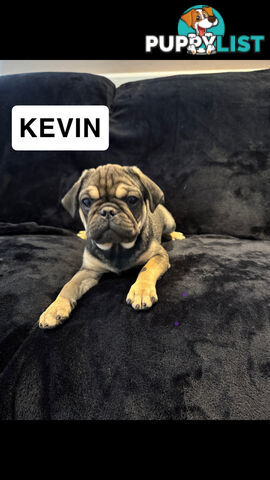 Three beautiful pug puppies looking for their forever homes