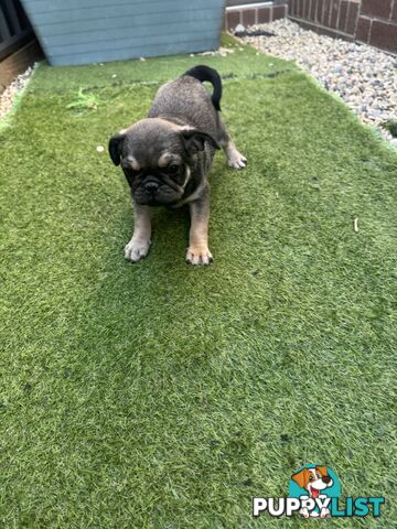 Precious Purebred Pug puppies!