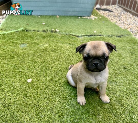 Adoreable Pug puppies!