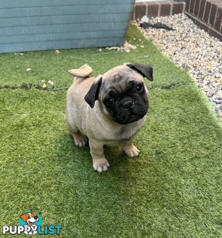 Precious Purebred Pug puppies!