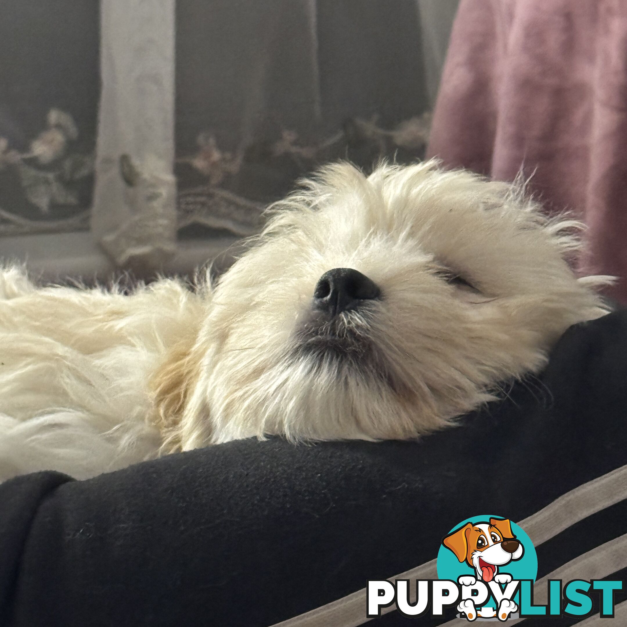 Beautiful Loving Cavalier X Maltese Puppies (Maltalier)