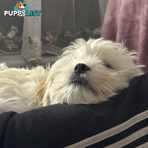 Beautiful Loving Cavalier X Maltese Puppies (Maltalier)