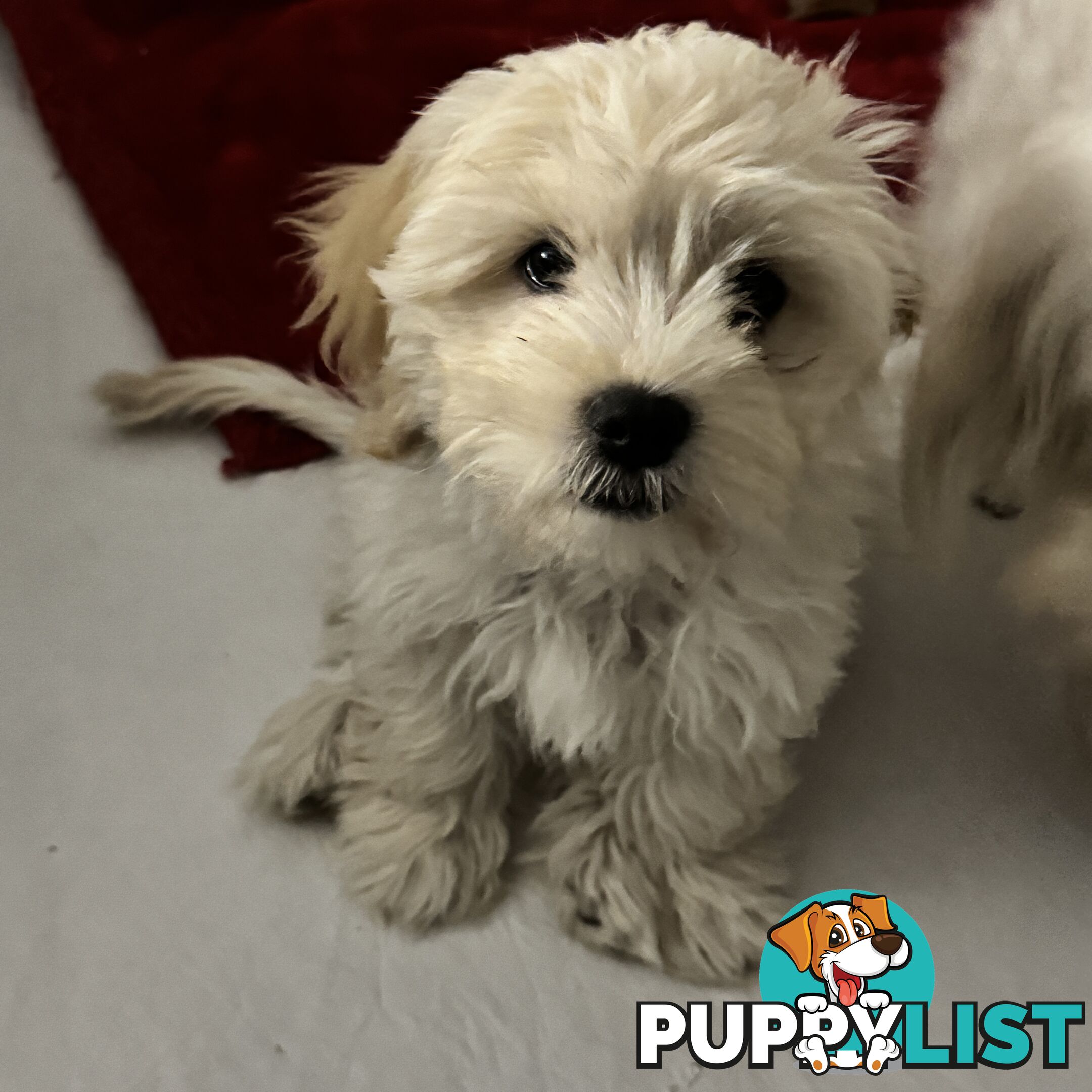Beautiful Loving Cavalier X Maltese Puppies (Maltalier)