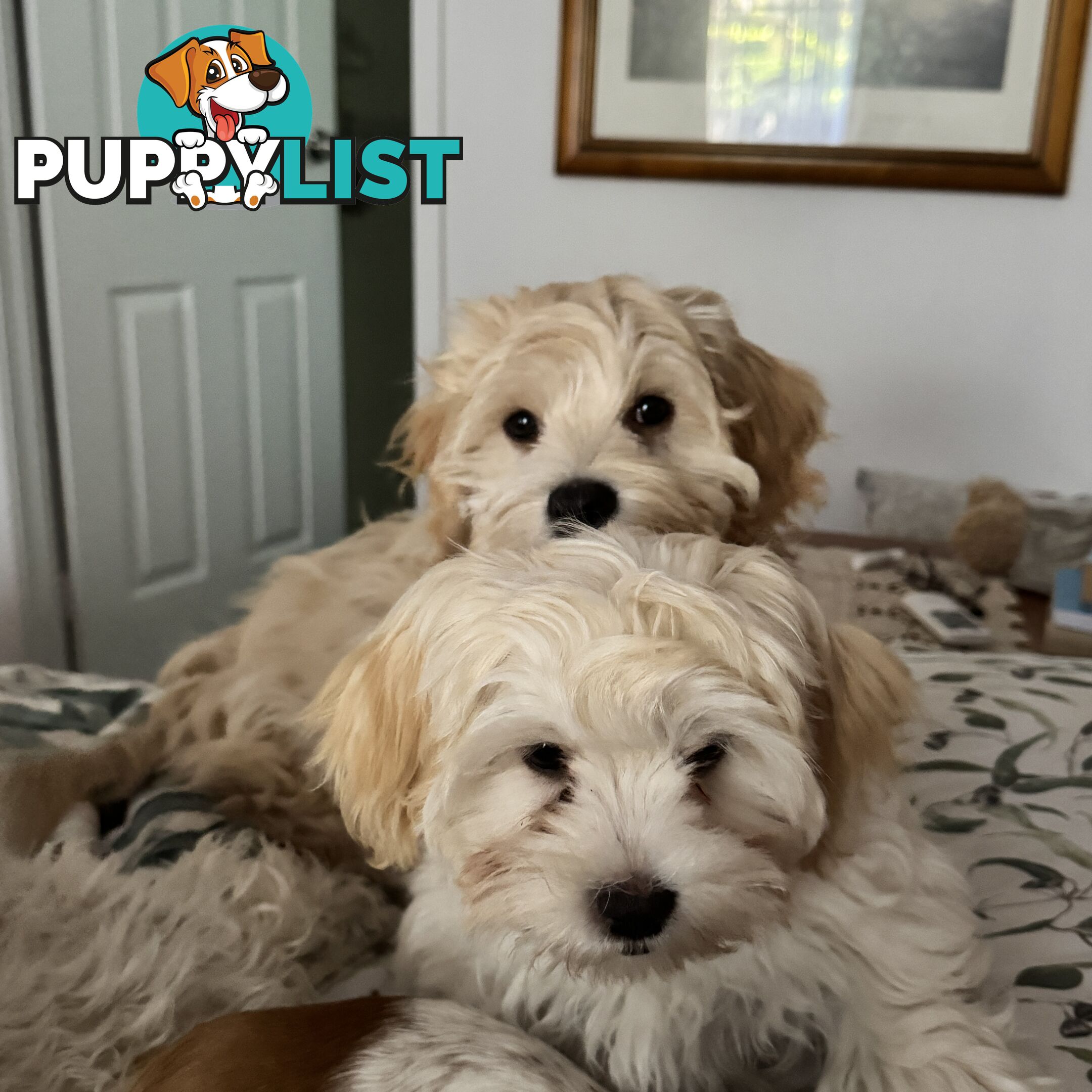 Beautiful Loving Cavalier X Maltese Puppies (Maltalier)