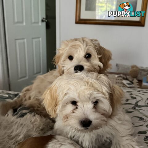 Beautiful Loving Cavalier X Maltese Puppies (Maltalier)