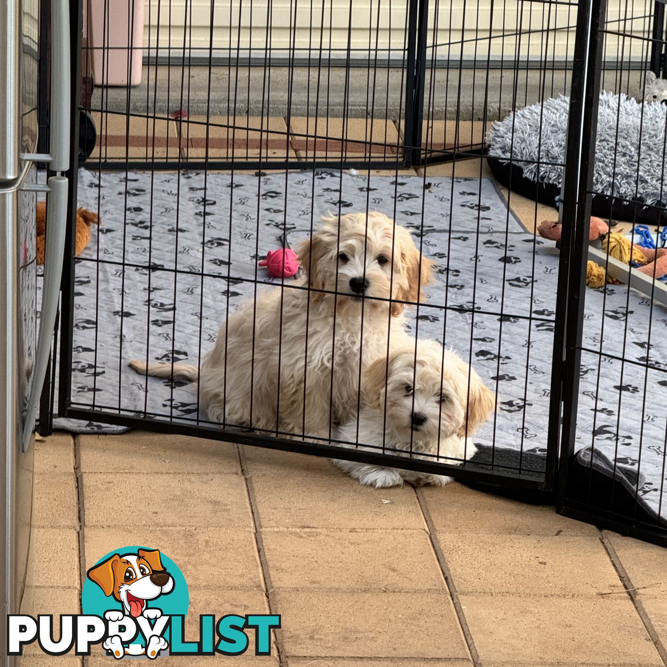 Beautiful Loving Cavalier X Maltese Puppies (Maltalier)