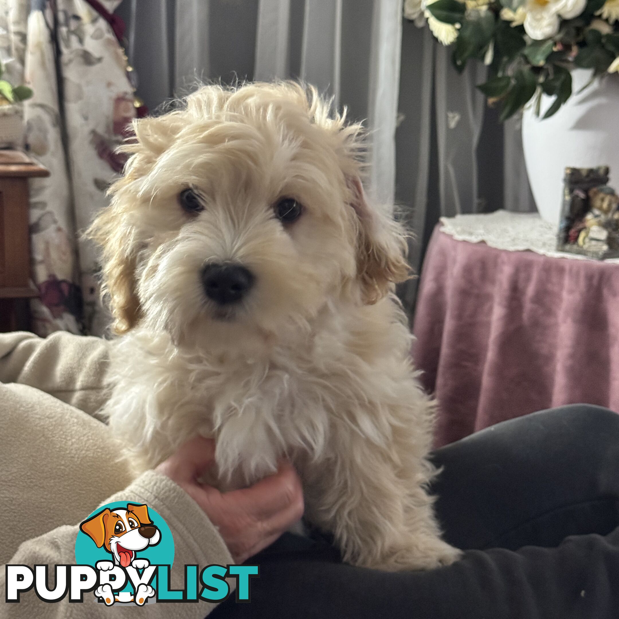Beautiful Loving Cavalier X Maltese Puppies (Maltalier)