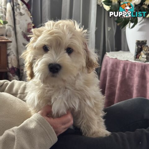 Beautiful Loving Cavalier X Maltese Puppies (Maltalier)