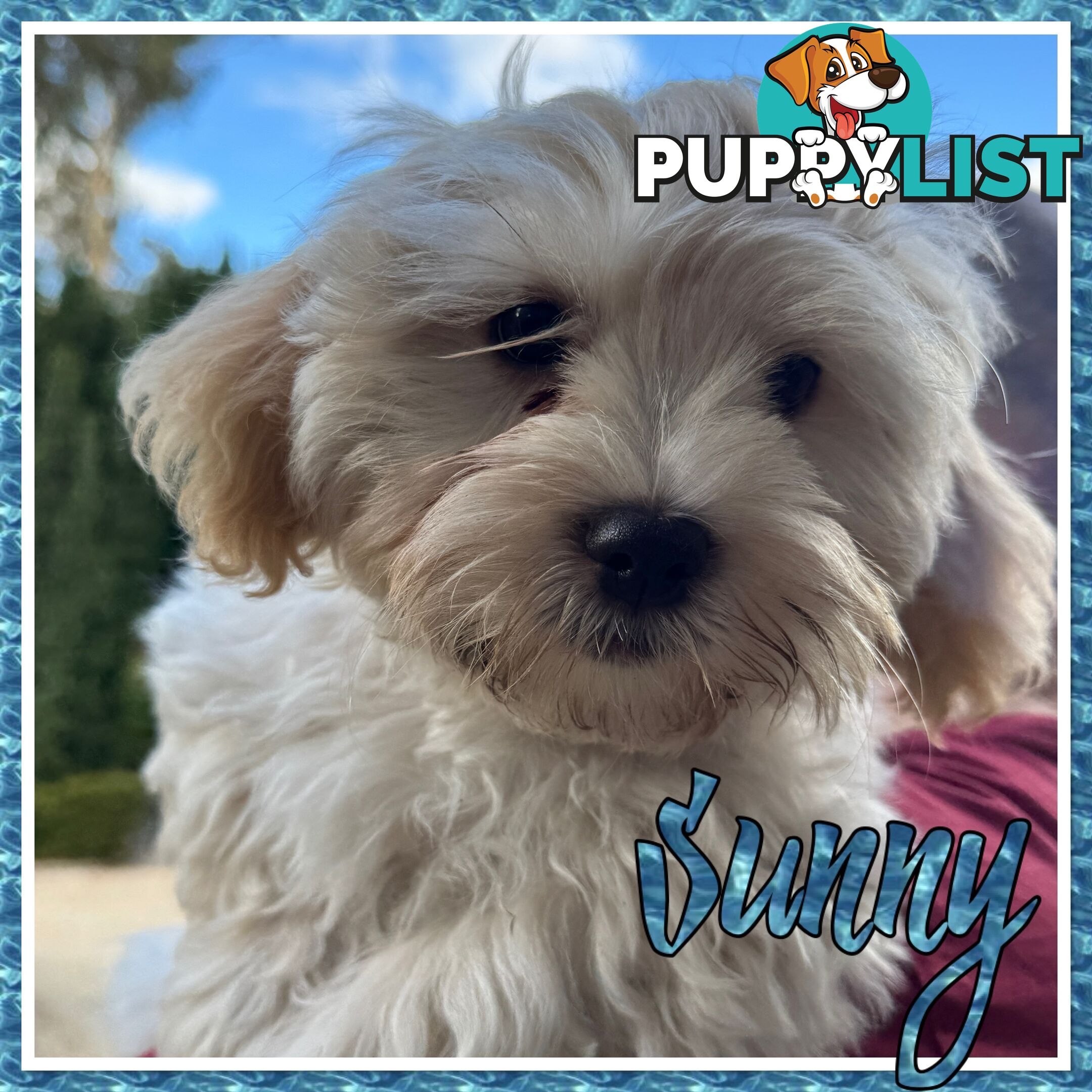 Beautiful Loving Cavalier X Maltese Puppies (Maltalier)