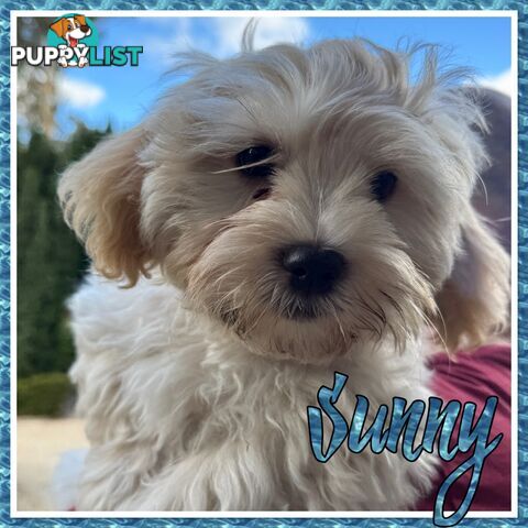 Beautiful Loving Cavalier X Maltese Puppies (Maltalier)