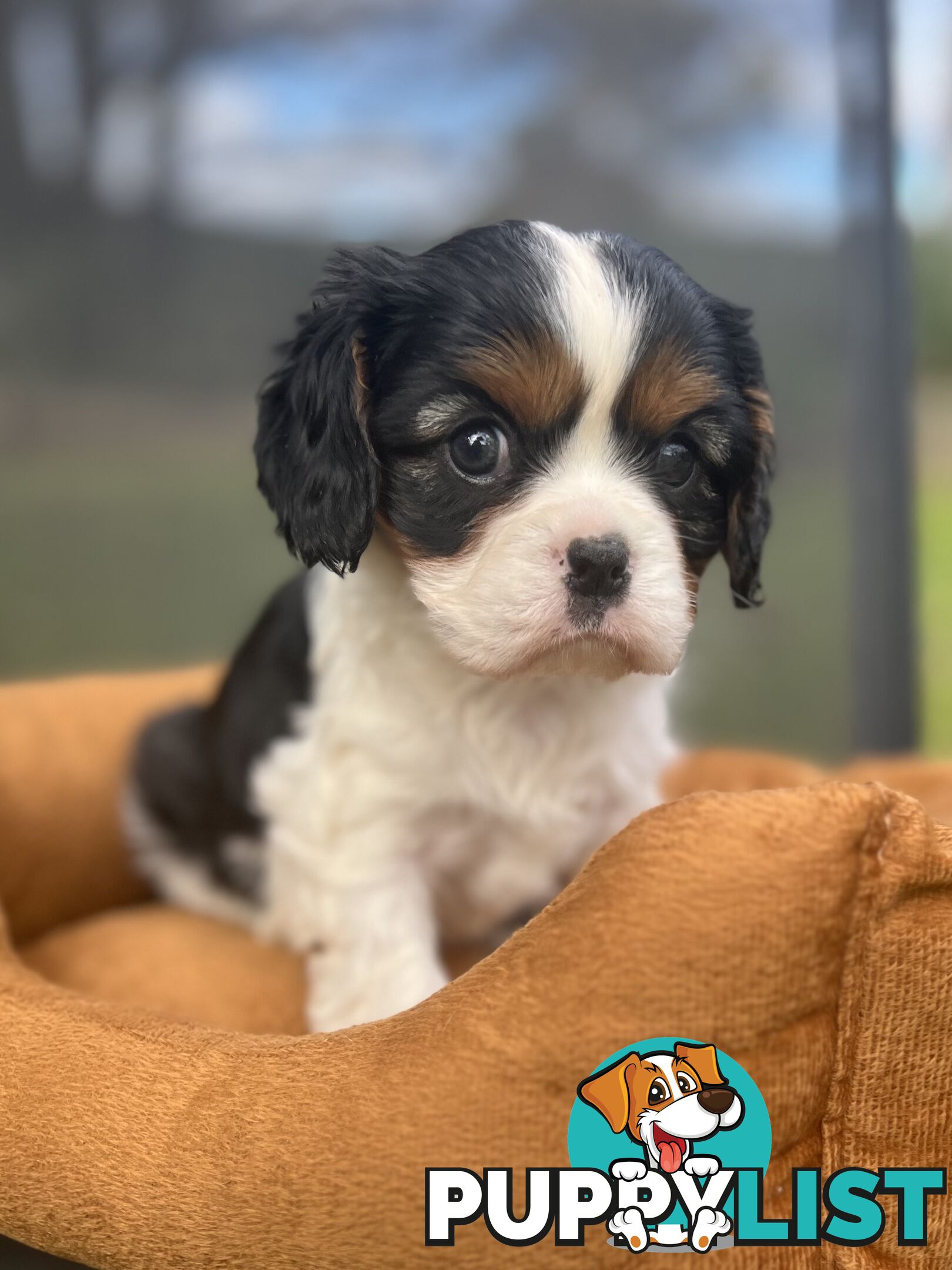 Cavalier King Charles Spaniel Puppy