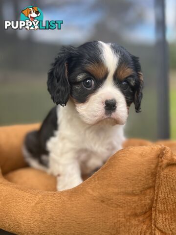 Cavalier King Charles Spaniel Puppy