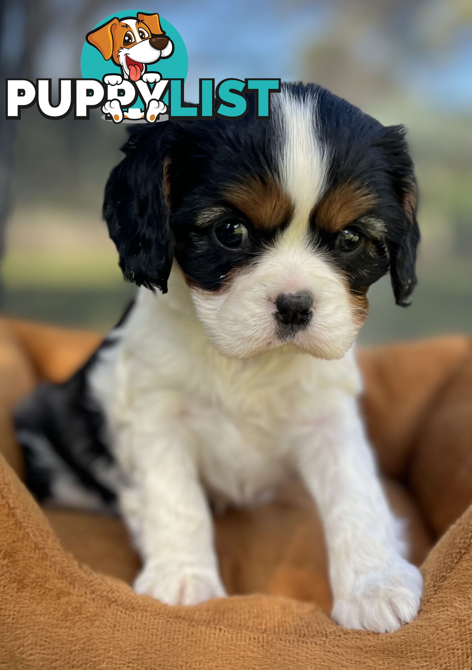 Cavalier King Charles Spaniel Puppy