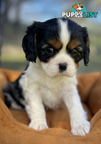 Cavalier King Charles Spaniel Puppy