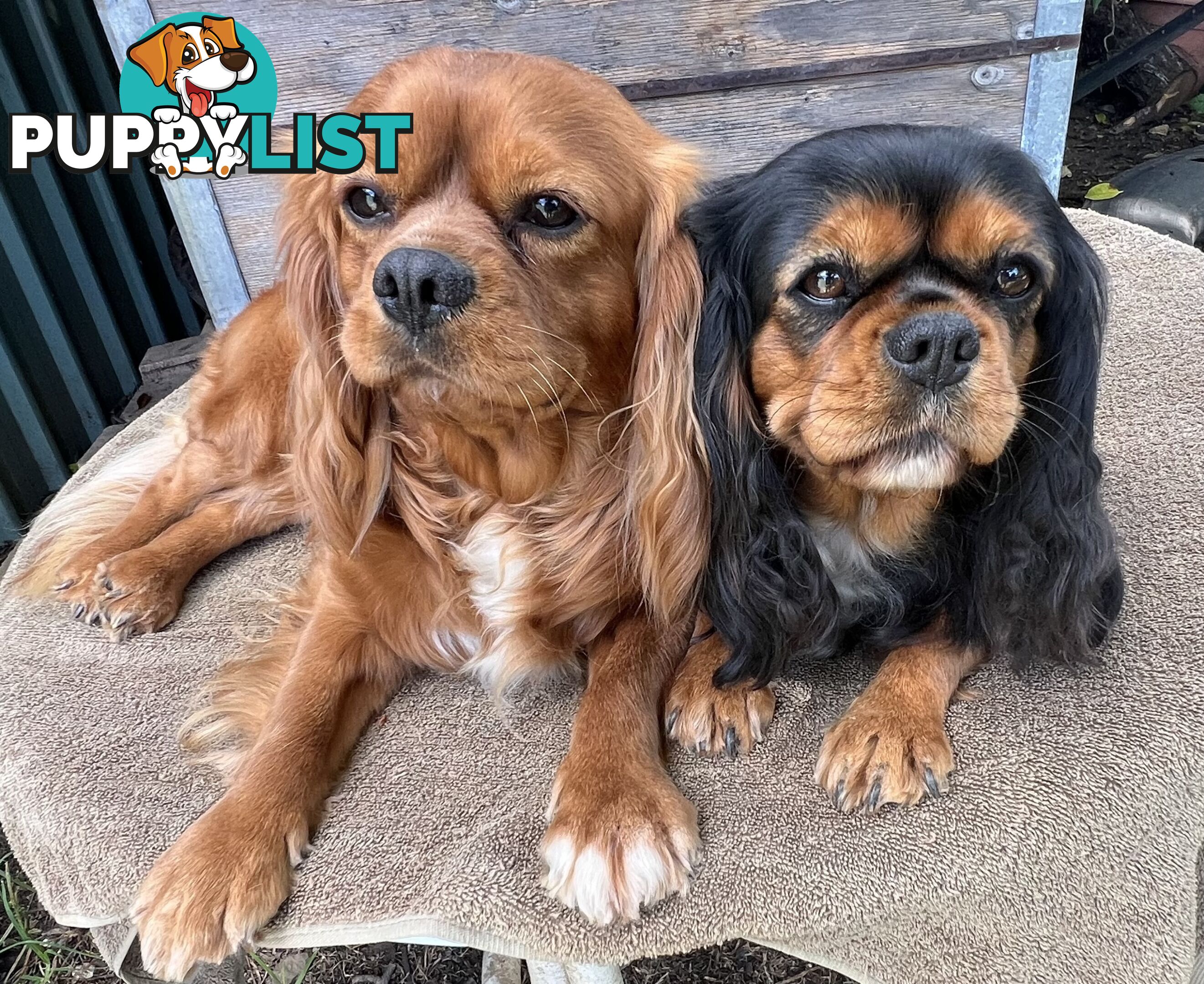 Cavalier King Charles Spaniel Puppy