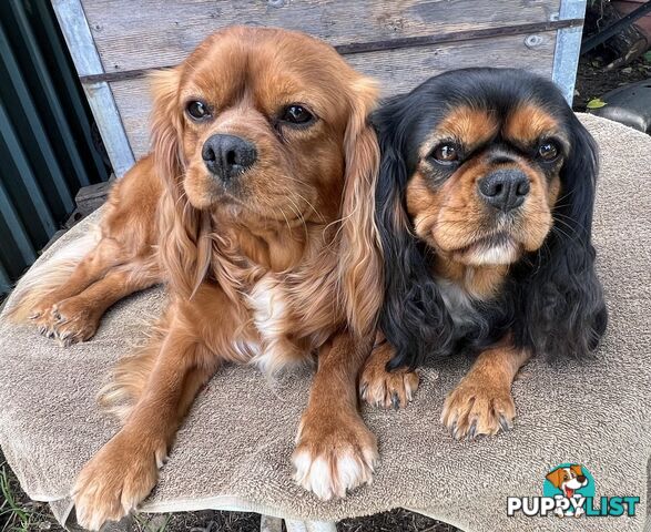 Cavalier King Charles Spaniel Puppy