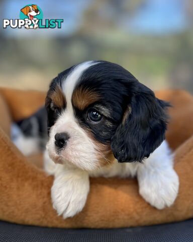Cavalier King Charles Spaniel Puppy