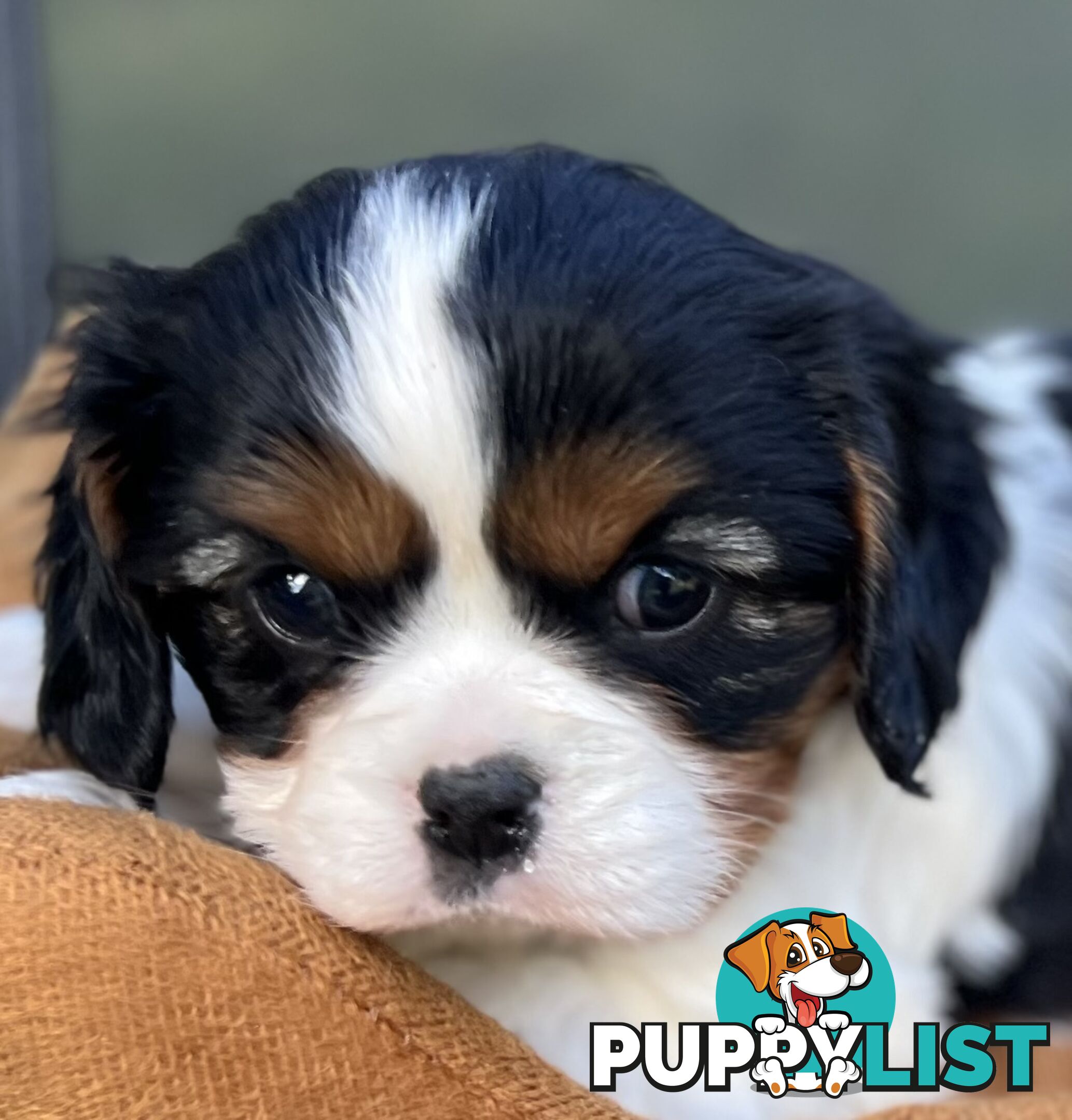 Cavalier King Charles Spaniel Puppy