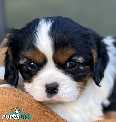 Cavalier King Charles Spaniel Puppy