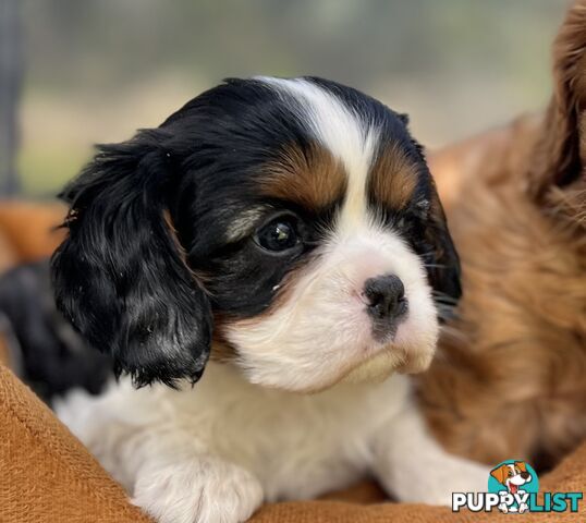 Cavalier King Charles Spaniel Puppy