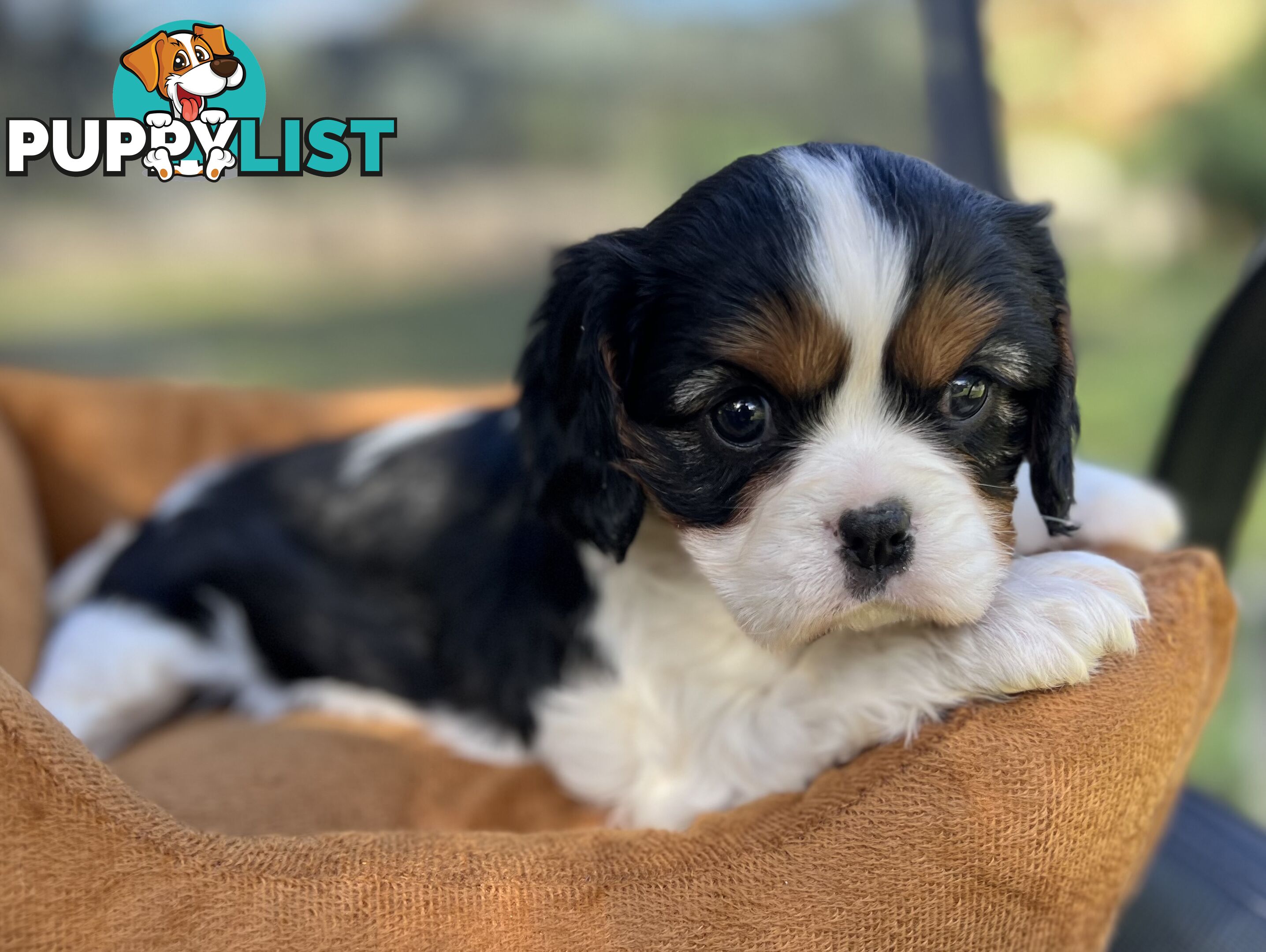 Cavalier King Charles Spaniel Puppy