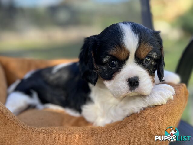 Cavalier King Charles Spaniel Puppy