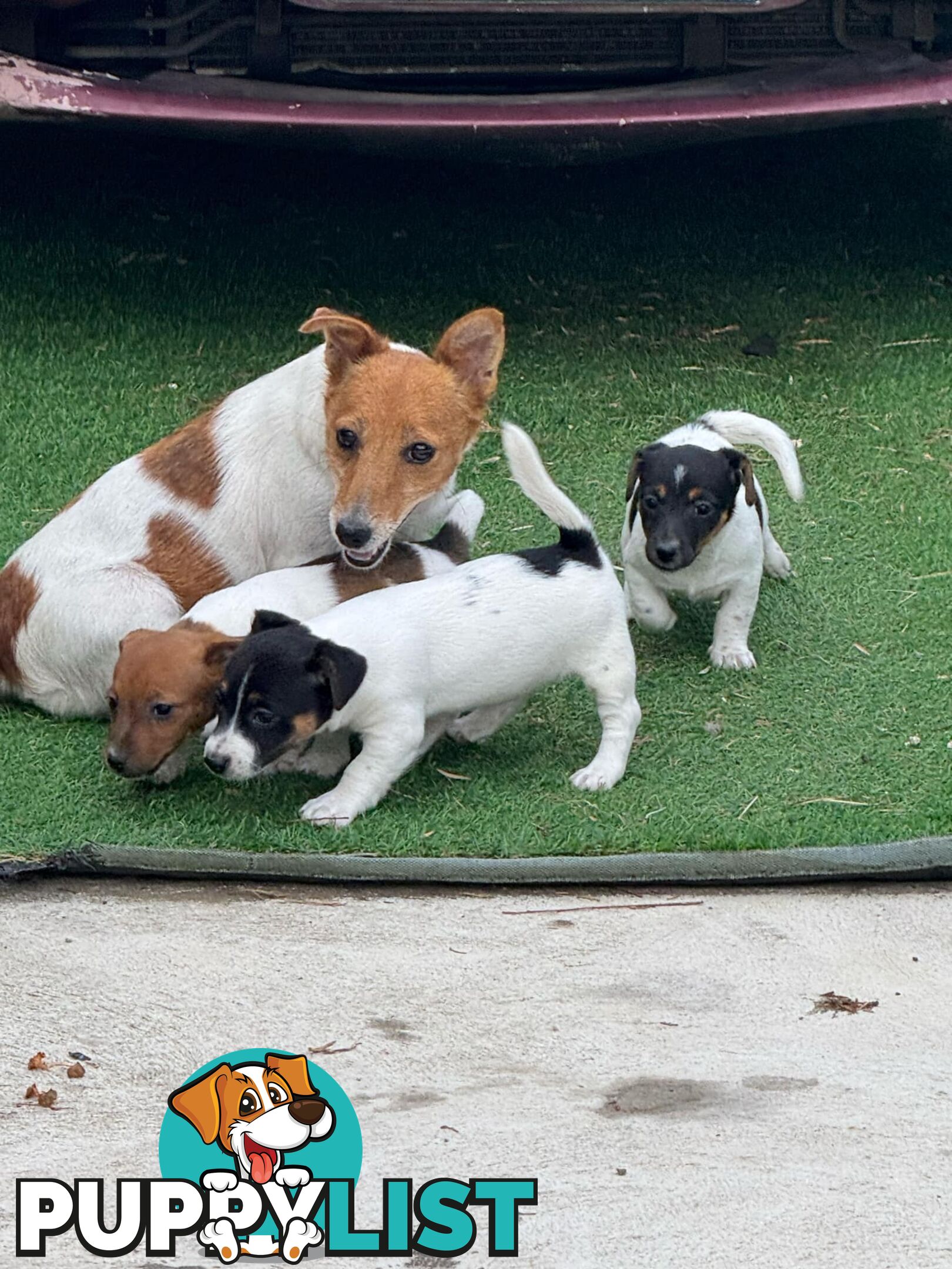 🐾 Adorable Female Jack Russell Puppies for Sale! 🐾