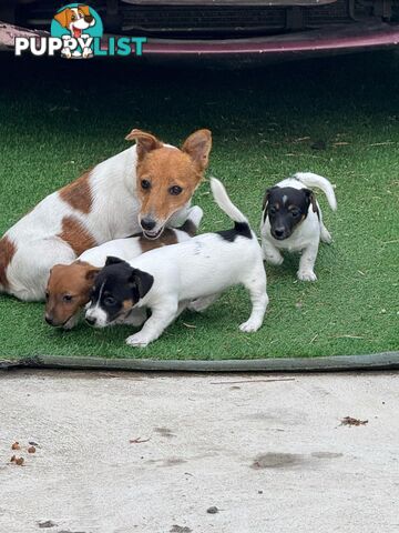 🐾 Adorable Female Jack Russell Puppies for Sale! 🐾