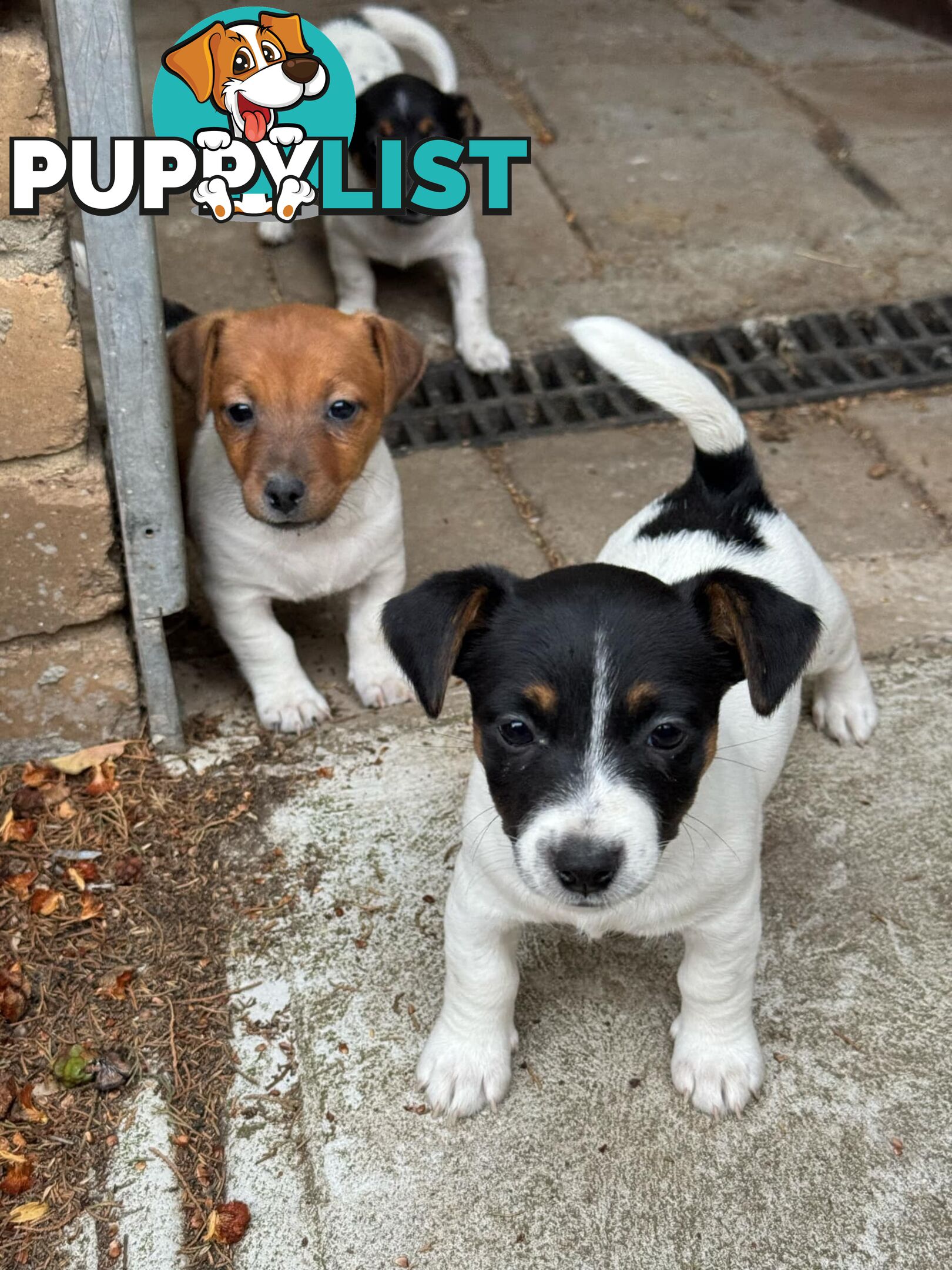 🐾 Adorable Female Jack Russell Puppies for Sale! 🐾