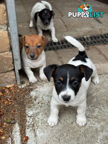 🐾 Adorable Female Jack Russell Puppies for Sale! 🐾