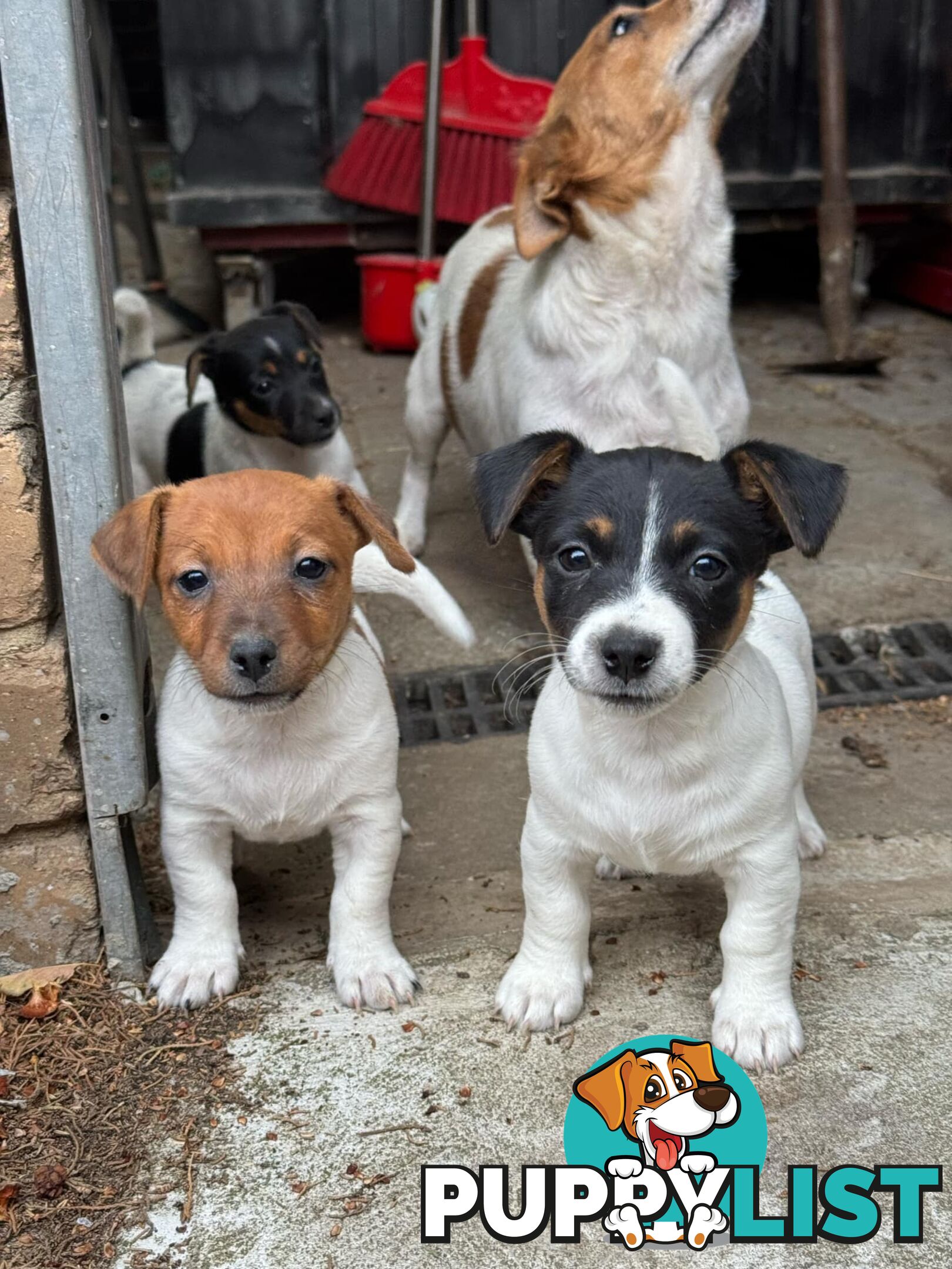 🐾 Adorable Female Jack Russell Puppies for Sale! 🐾