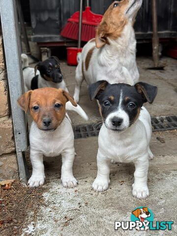 🐾 Adorable Female Jack Russell Puppies for Sale! 🐾