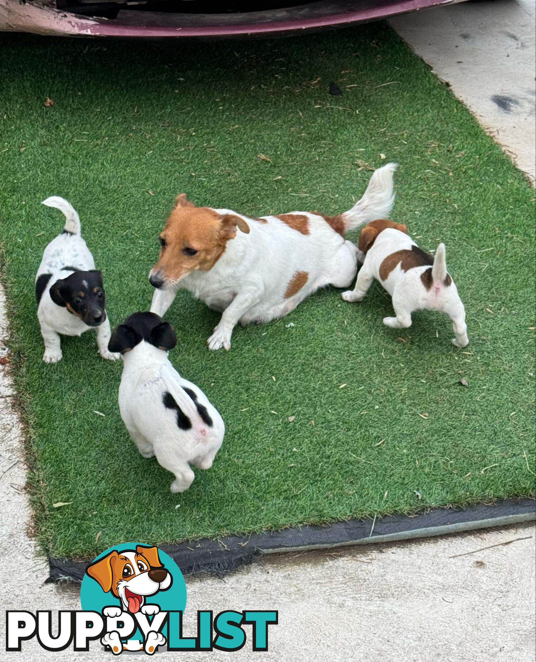 🐾 Adorable Female Jack Russell Puppies for Sale! 🐾