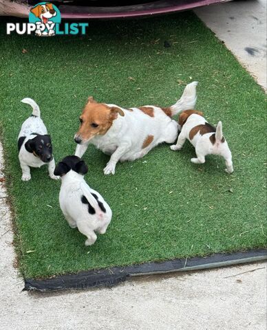 🐾 Adorable Female Jack Russell Puppies for Sale! 🐾