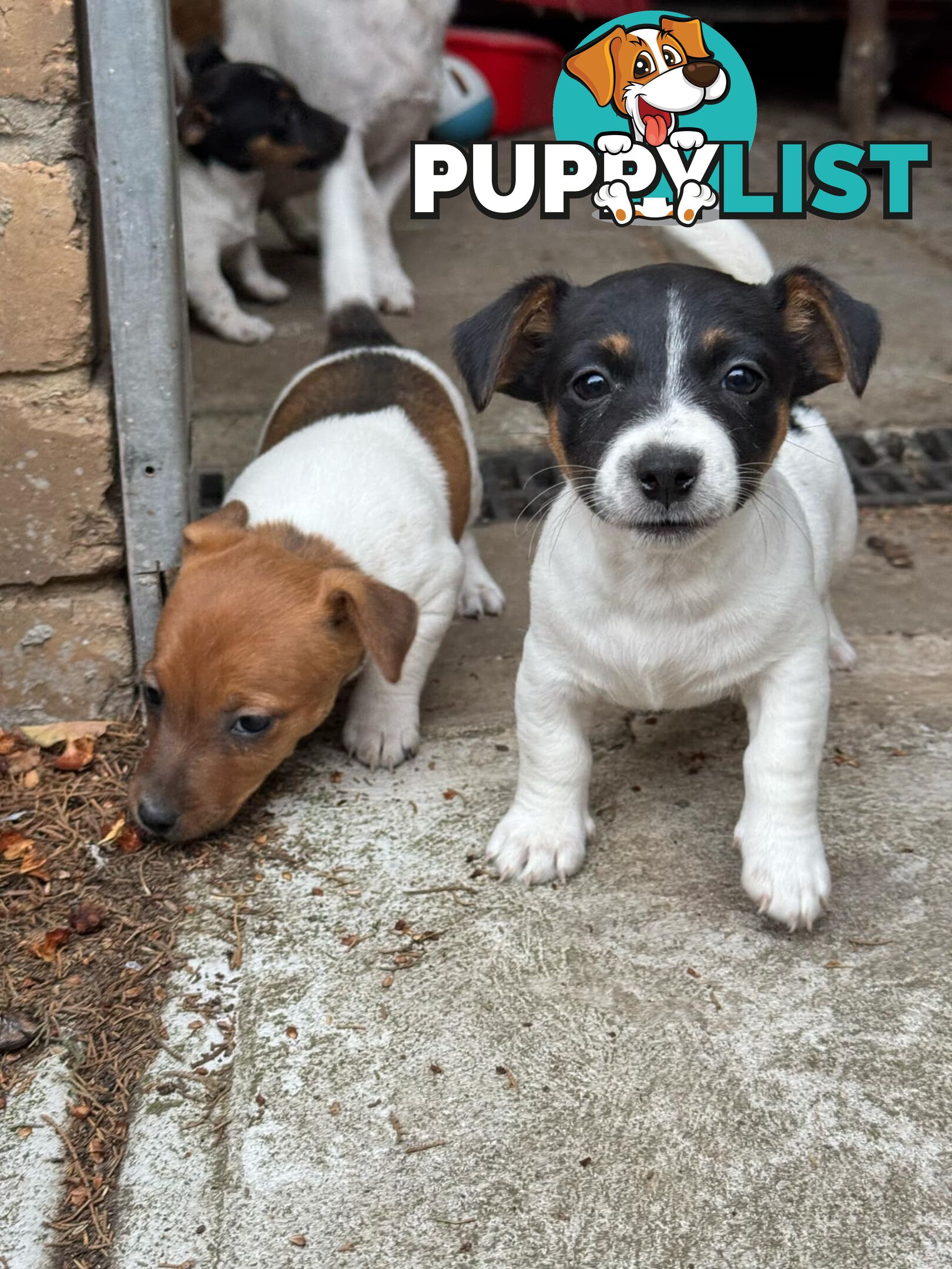 🐾 Adorable Female Jack Russell Puppies for Sale! 🐾