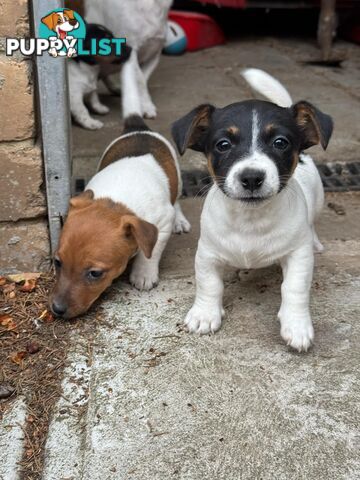 🐾 Adorable Female Jack Russell Puppies for Sale! 🐾