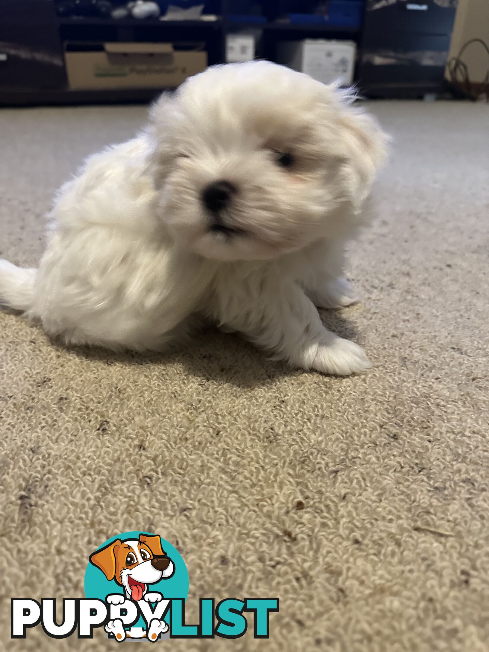 Maltese x Shihtzu puppies - currently 7 weeks old